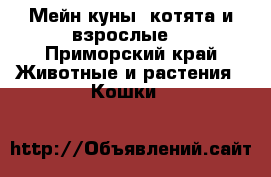 Мейн-куны (котята и взрослые) - Приморский край Животные и растения » Кошки   